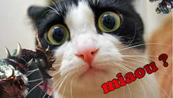 Ги Буше о критике Кожевникова: «Без разницы, что там кто-то говорит. Зачем мне мнение людей со стороны, которые понятия не имеют, что происходит внутри?»